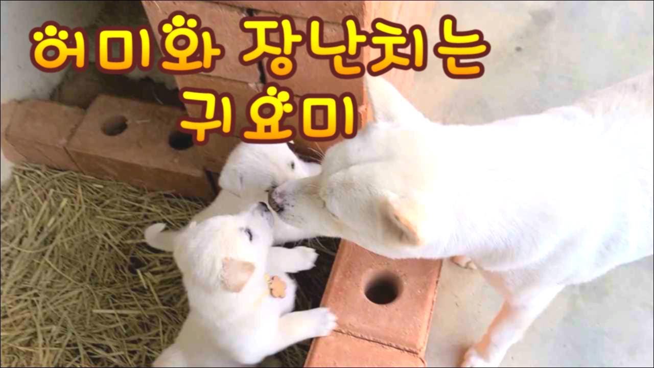 진돗개 해탈이 남자 친구와 이빨 나기 시작한 아이들
