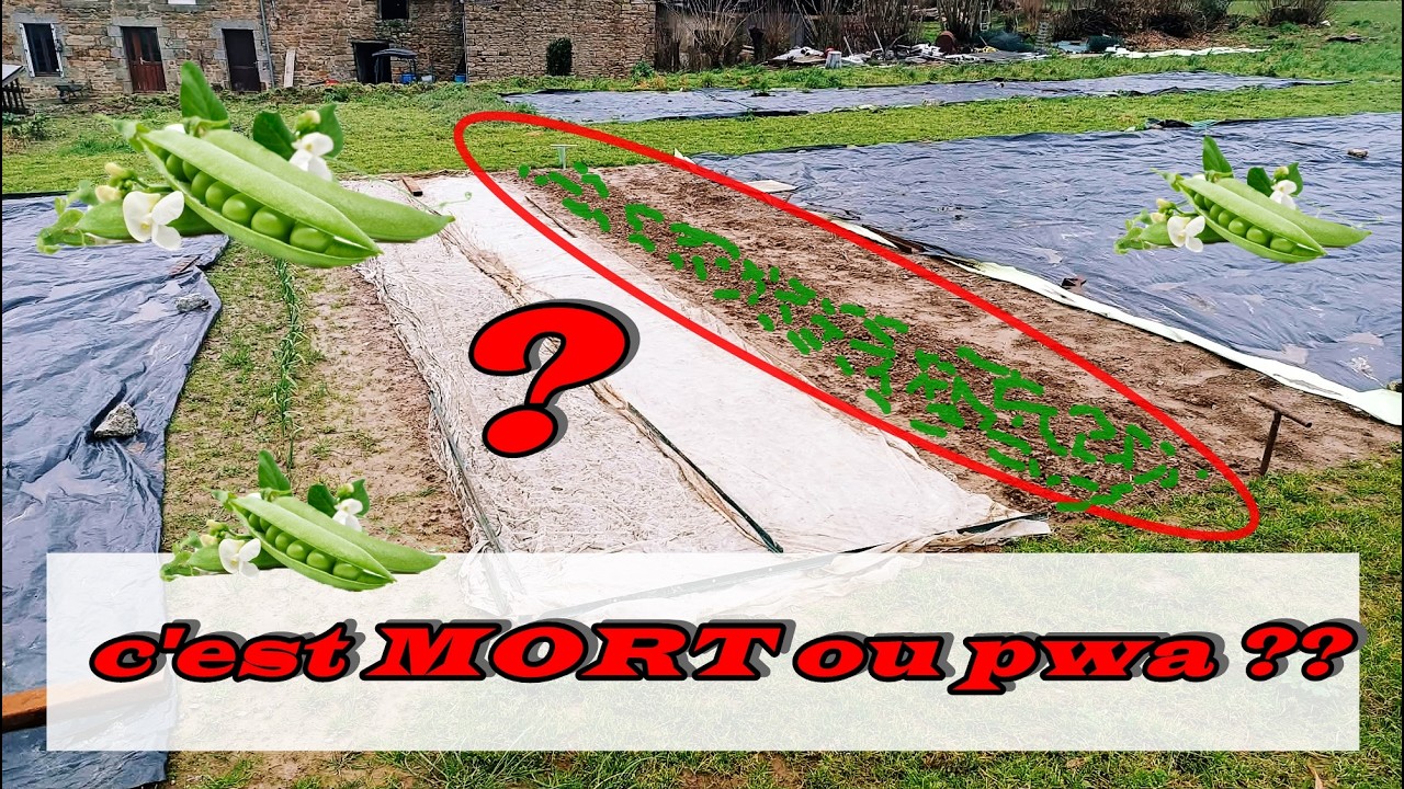 RESULTAT des petits POIS sous 600mm d'eau en BRETAGNE..