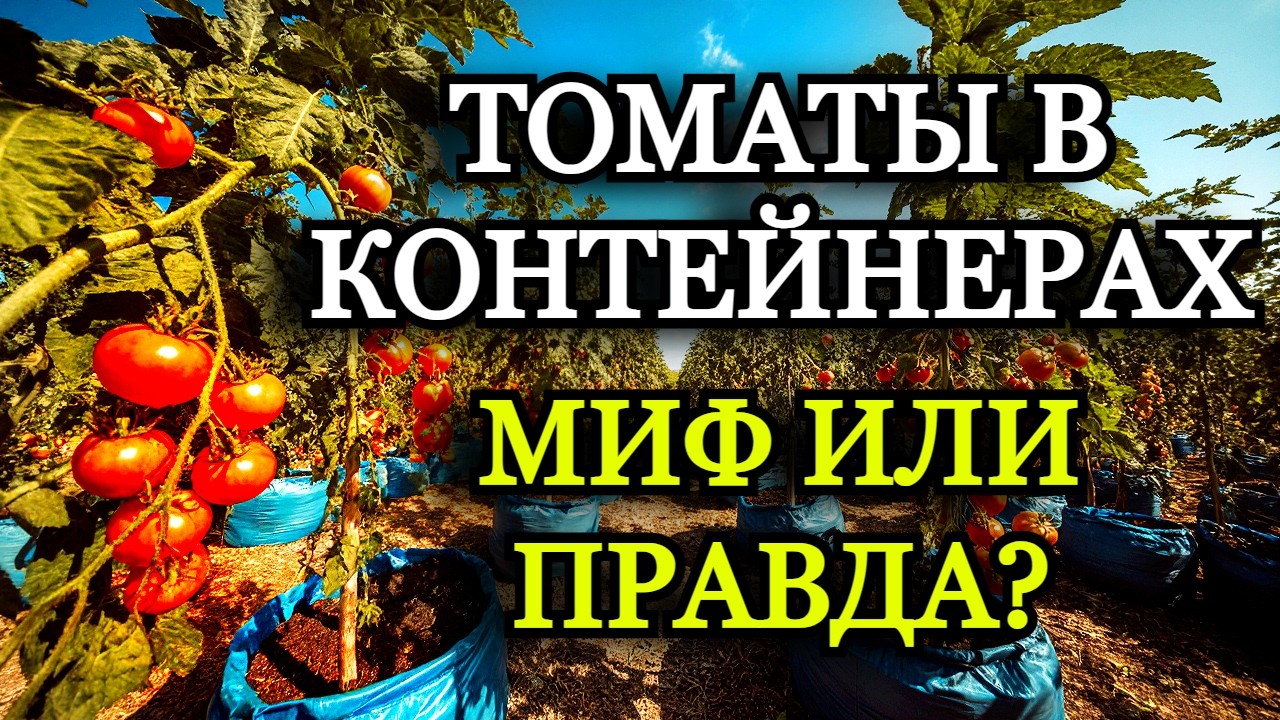 Секрет Контейнерных Томатов: 3 Куста в Одном Баке Дают Урожай, Который Ломает Правила Выращивания