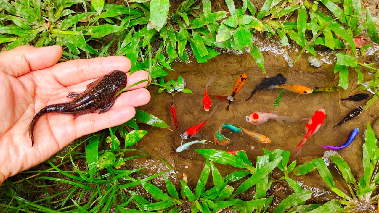Wadidaw! Mencari ikan hiu besar, ikan cupang warna-warni, ikan-ikan kecil, ikan mas koi, ikan lele,