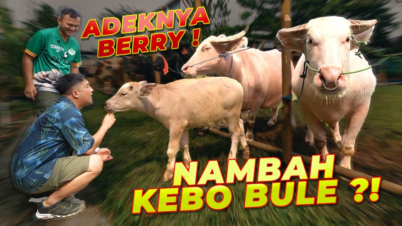 ADIKNYA BERRY..!! PERTEMUKAN SAMA KAKANYA GAK YA ?!