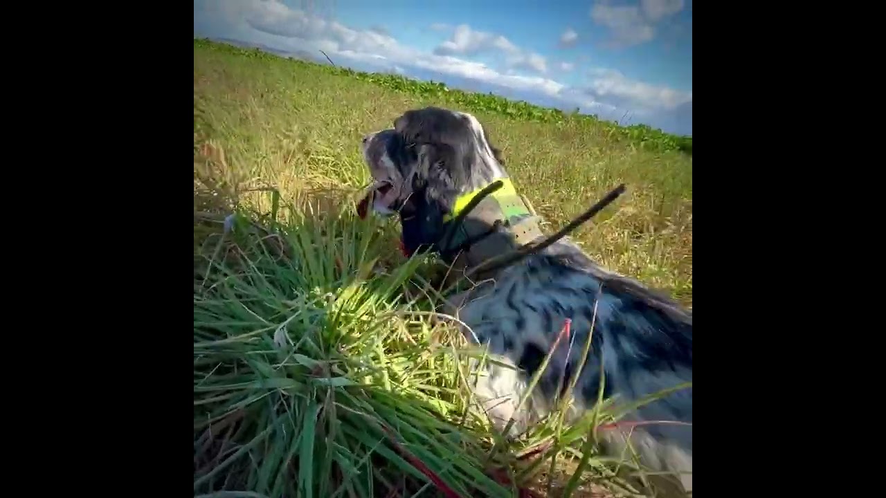 FIGLIA DI NATAN Campione X Diana stilista figlia del grande MARCUS SETTER MAX PASSION #hunting