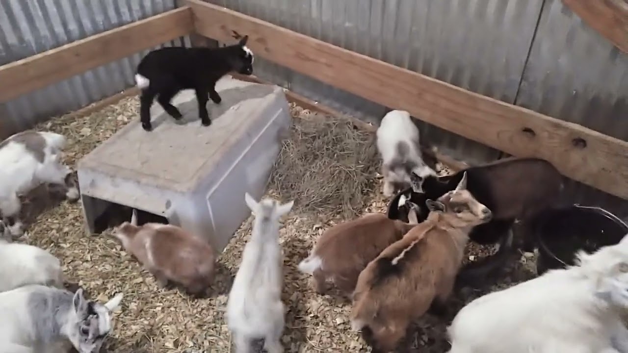 We took the baby goats from their Momma's!