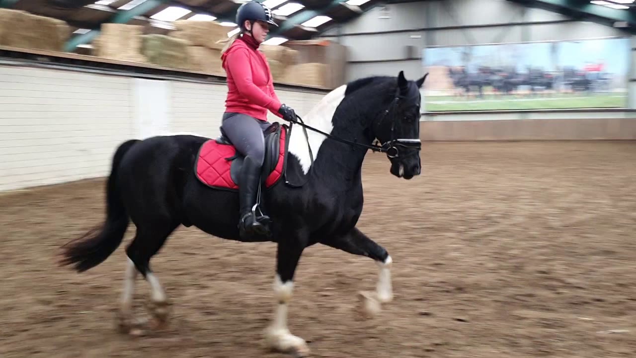 Stal Okkema's Farga - Knedo XX18 x Fries - gelding - 2015 - 1.64m
