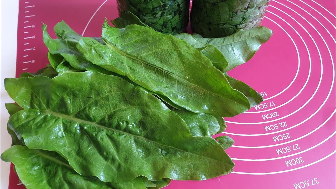 Sauerampfer haltbar machen ,ohne Salz und Essig.Selbstversorger Rezepte.