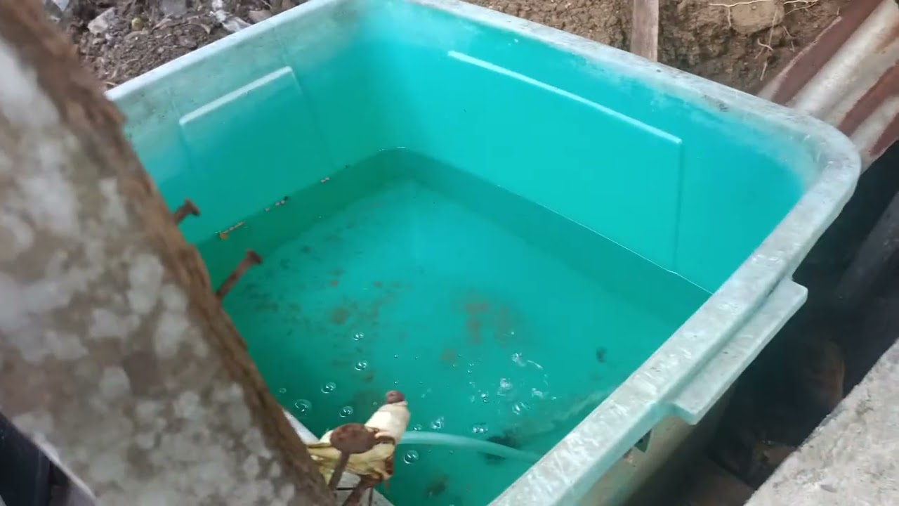 Red tilapia at my old freezer tank guys 👍