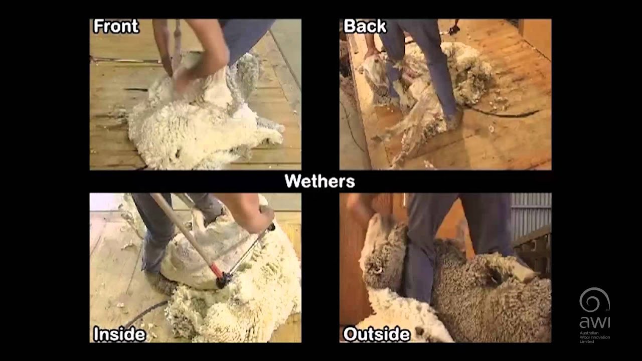 AWI Novice - Multi-Angle Guide - Wethers