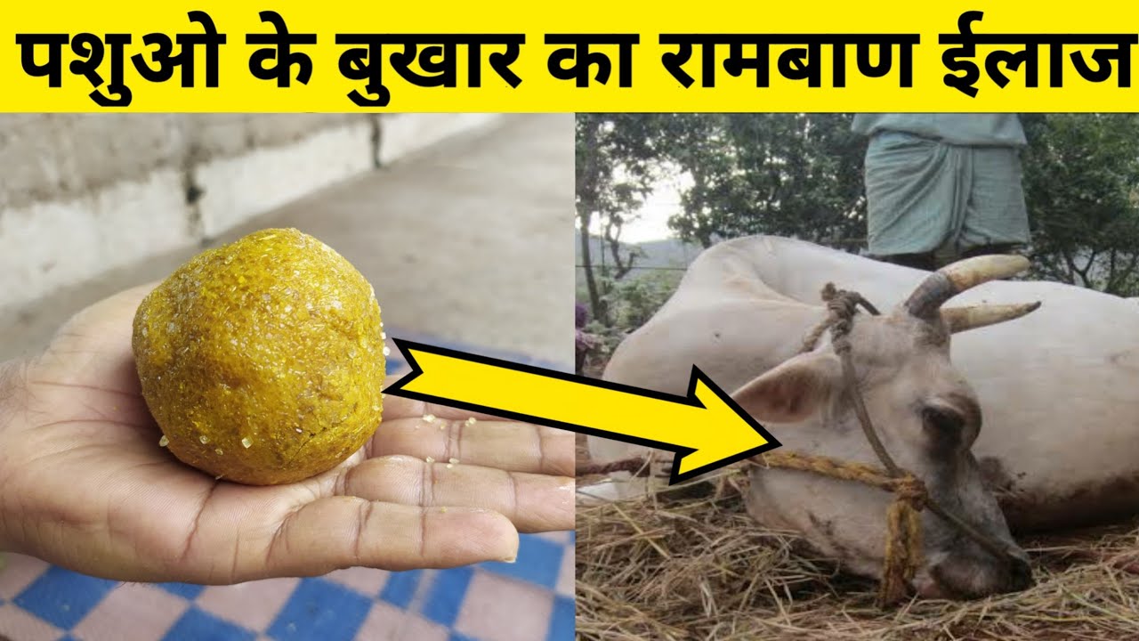पशु के बुखार का No.1 घरेलू ईलाज|Gaay/Bhains ke bukhar ka ilaj|Cow/Buffalo/Goat milk fever treatment.