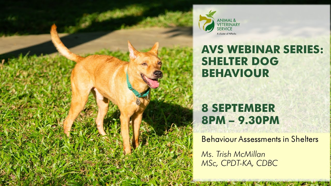 AVS Free Webinar Series | Shelter Dog Behaviour