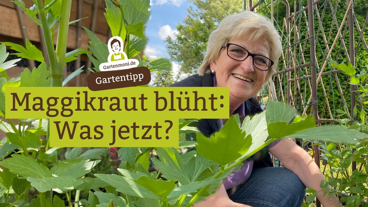 Maggikraut blüht, was tun? Kann man Liebstöckel noch essen, wenn es blüht?
