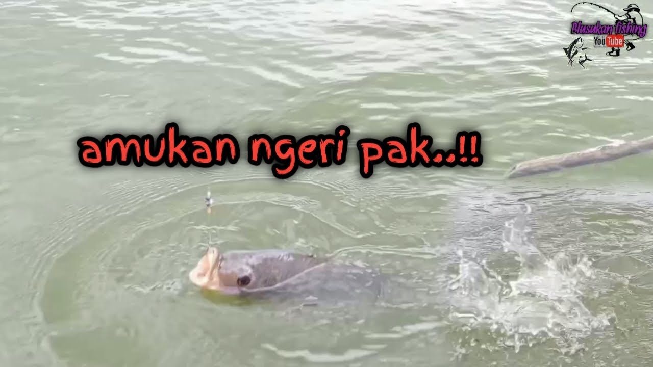 NGERI BANGET AMUKAN IKAN DI SPOT INI ‼️