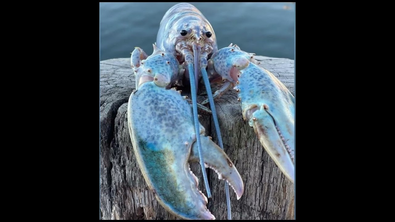 Surprise blue lobster meme (HD)