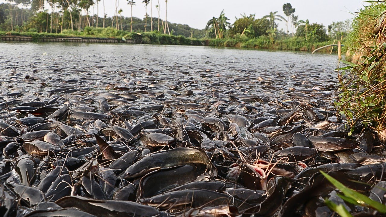Nutrient Feeding for the Growth of Catfish in the Pond || Feeding catfish in commercial ponds