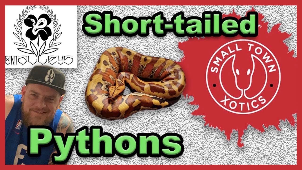Short-tailed Pythons 101 with O'Malley's Morphs | Blood Pythons