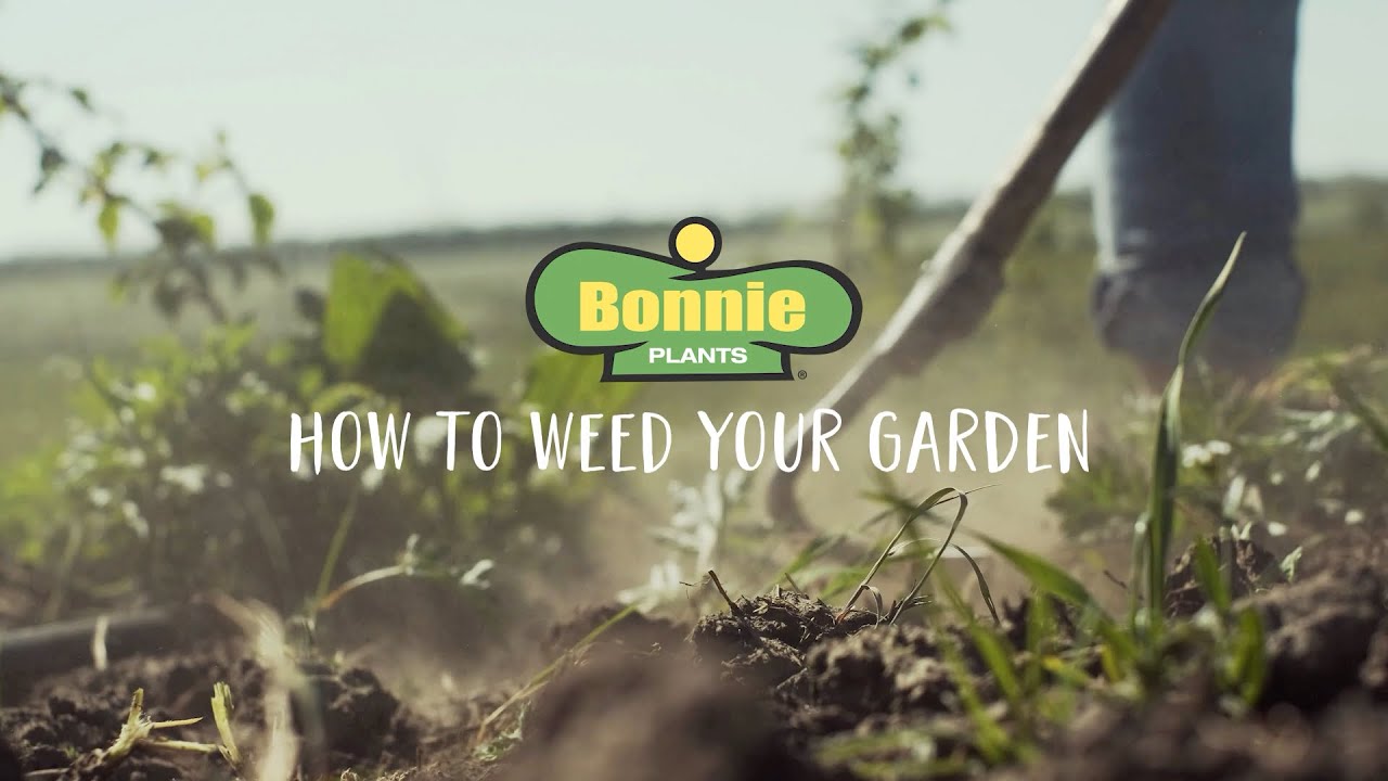 Welcome To The Garden: How to Weed Your Garden