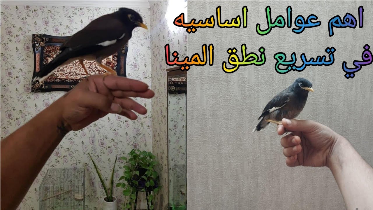 اهم عوامل اساسيه ومؤثره في تسريع وتسهيل نطق المينا😇كيف اسرع نطق المينا👍