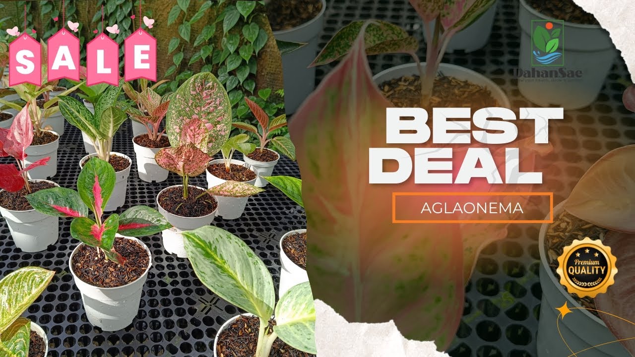 Aglaonema Remaja Pilihan, Cocok Buat Kolektor Pemula & Pecinta Tanaman Hias
