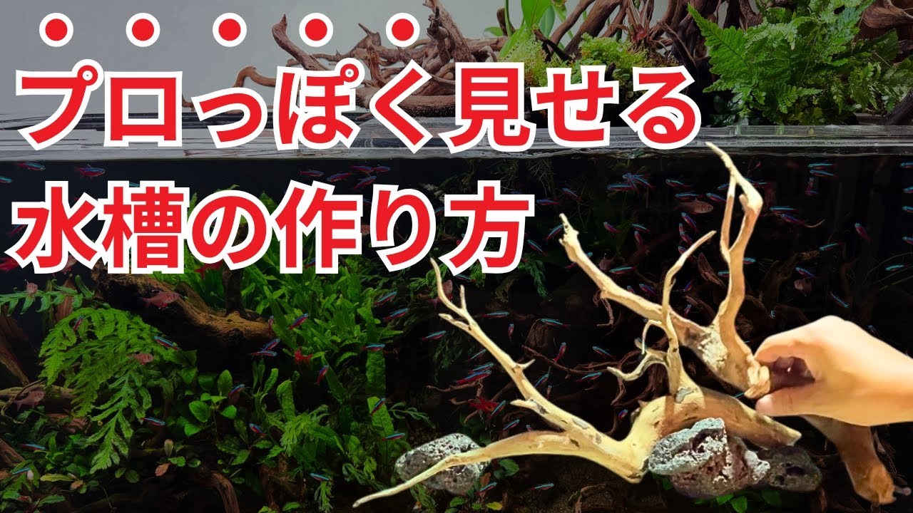【やらなきゃ損】じつは、誰でも簡単にカッコいい水槽レイアウトができます