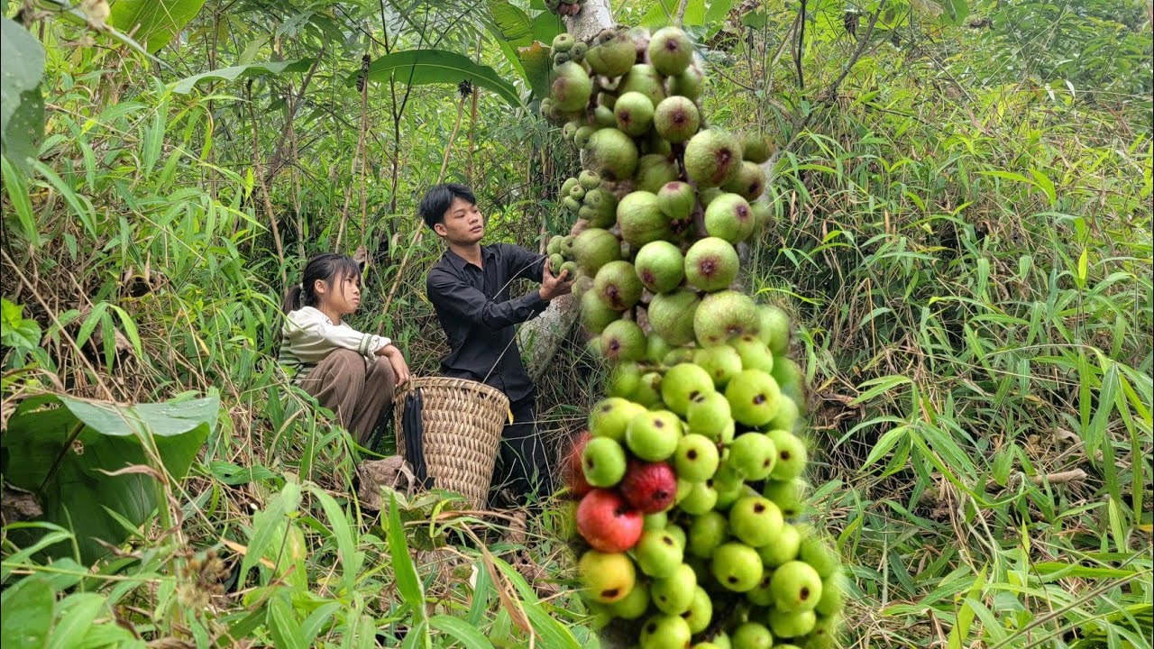 The poor boy and girl picked figs to sell to buy things to repair the house.