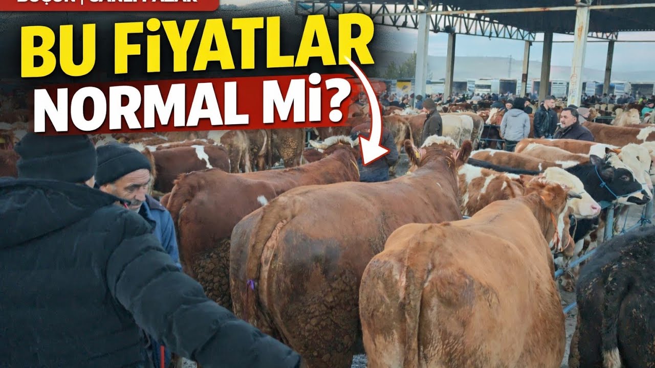 Sorgun canlı hayvan pazarı 12 Şubat Perşembe 