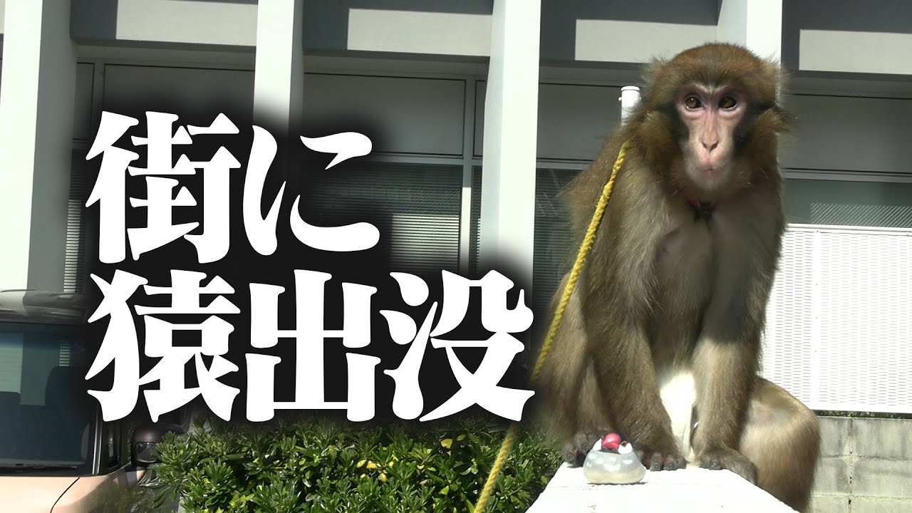 街にサルが出没。