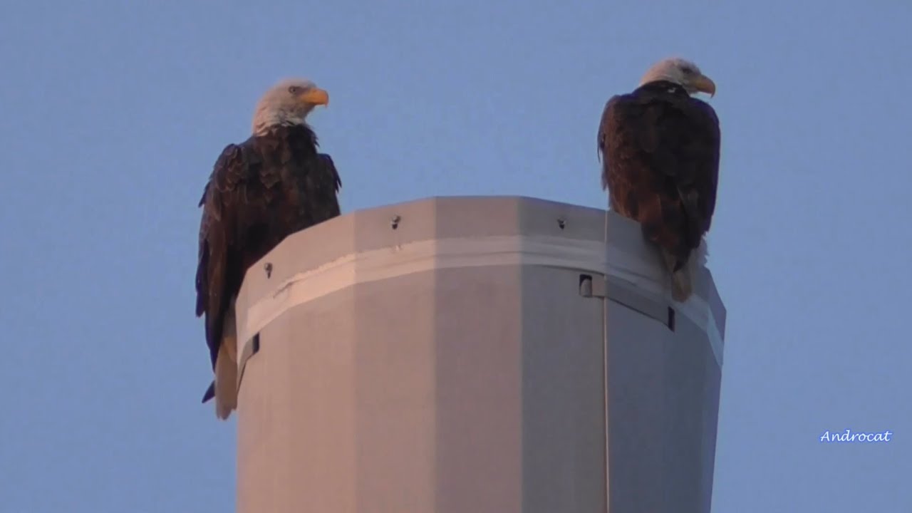 SWFL Eagle Cam 5-30-23.  M15 & Female Eagle Perch Together; E22 Plays in N2; E22's Fishing Attempt.