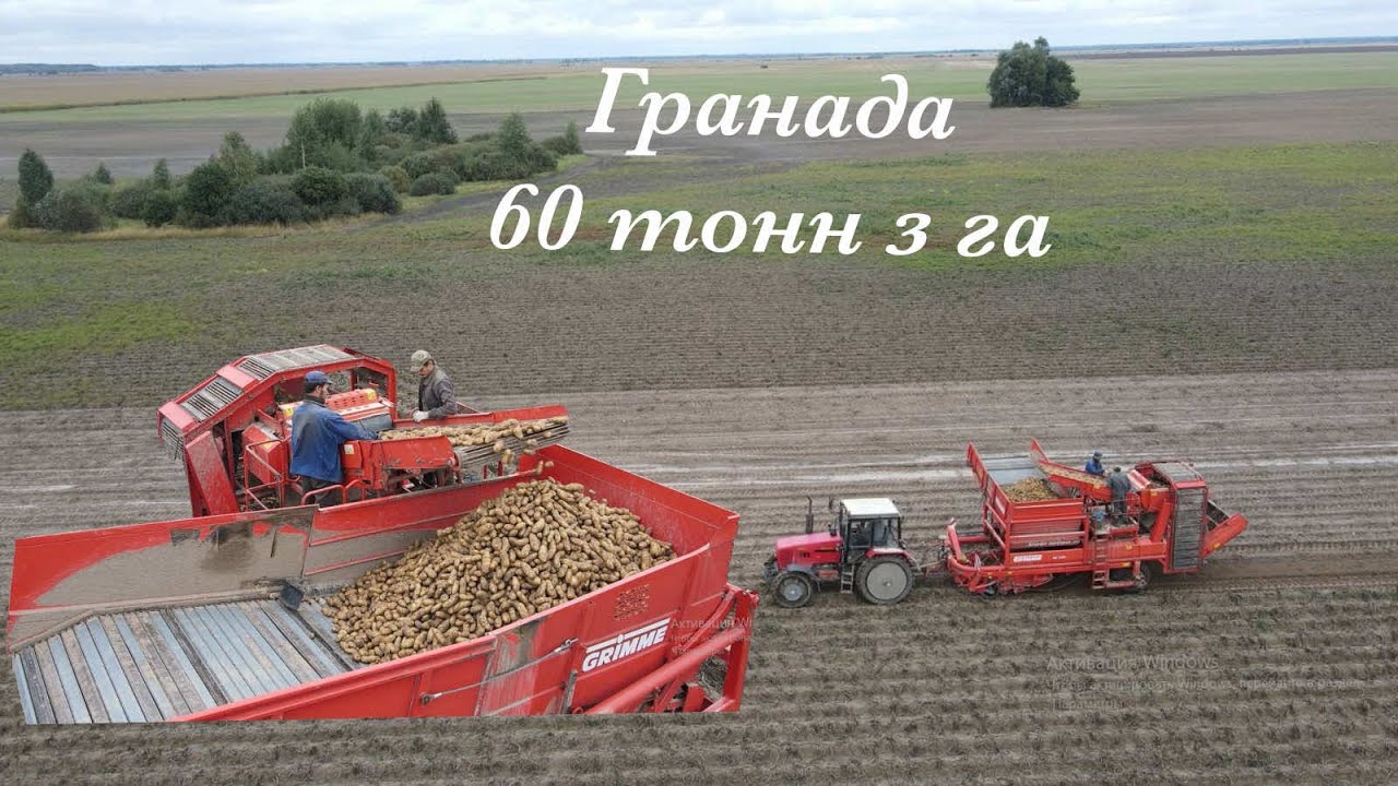 60 тонн з гектара картоплі! Урожай 2022
