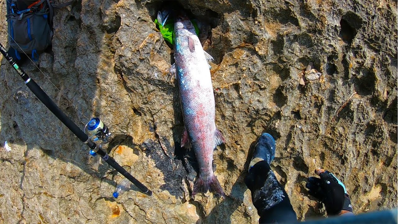 Rock Fishing; Knife Ikijime/Ikejime on Barracuda