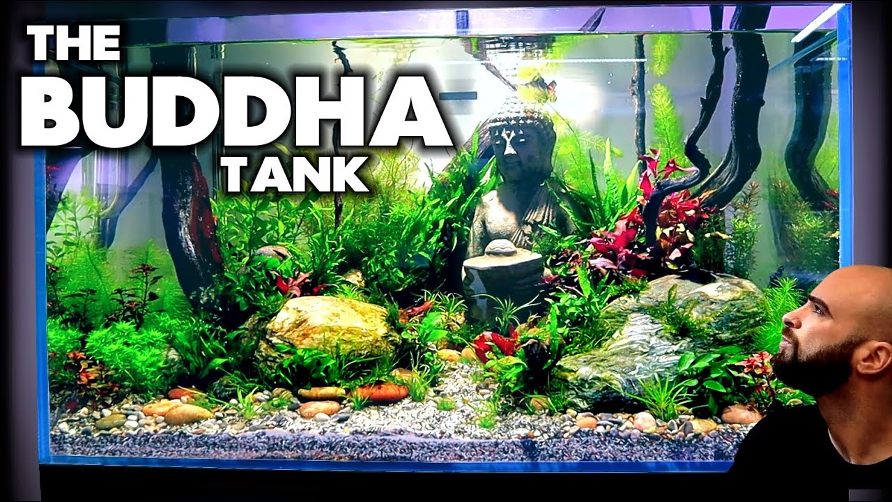 Building The BUDDHA Tank (part 2) Planting | MD Fish Tanks