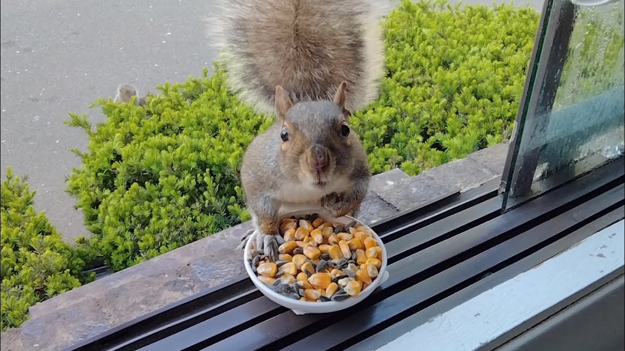 Squirrels' reactions to corn and sunflower seeds