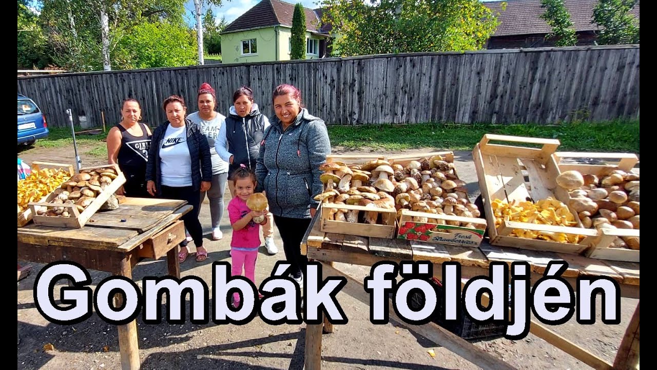 Gomba minden mennyiségben - Újtusnádon szerezhetitek be a legszebb róka és vargánya gombákat!