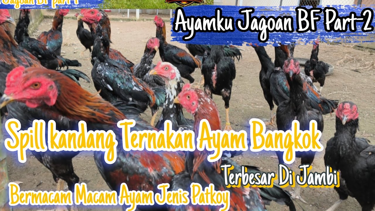 Spill kandang Ternakan Ayamku Jagoan BF Part-2 