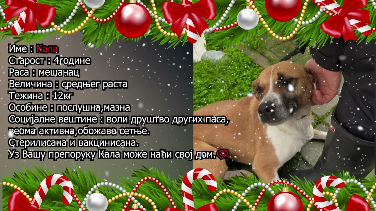 "Šapa na dlanu" - 03.01.2026. Dunav televizija