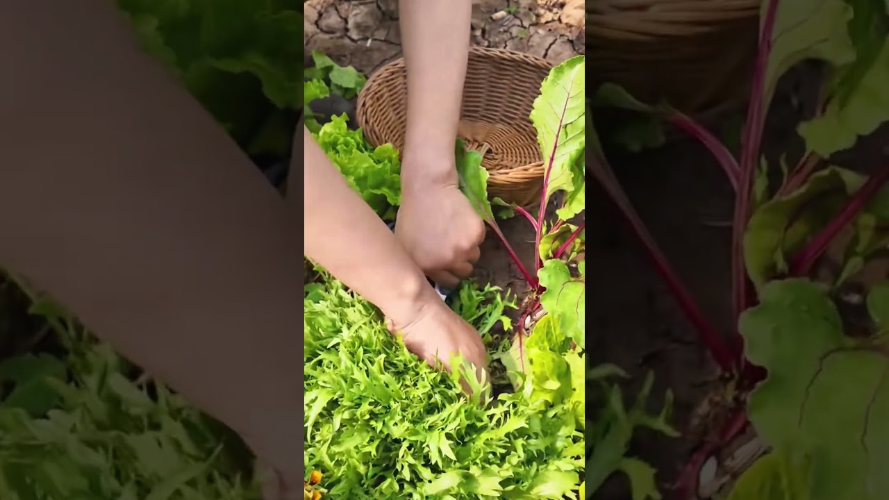 teknik cerdas petani panen sayur selada kriting dengan mudah 