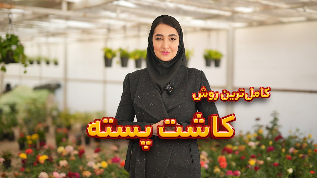 آموزش کاشت پسته در منزل