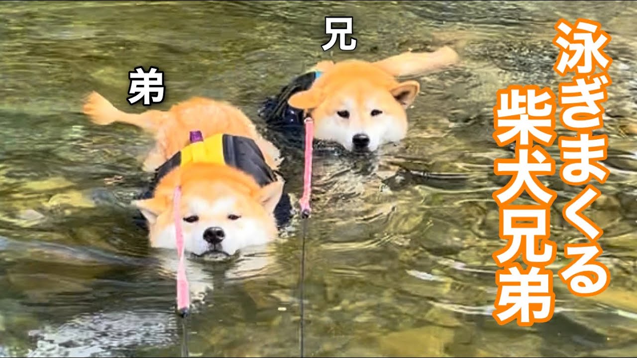 弟柴犬の省エネ泳ぎが可愛いw泳いでるのか流されているのか…笑