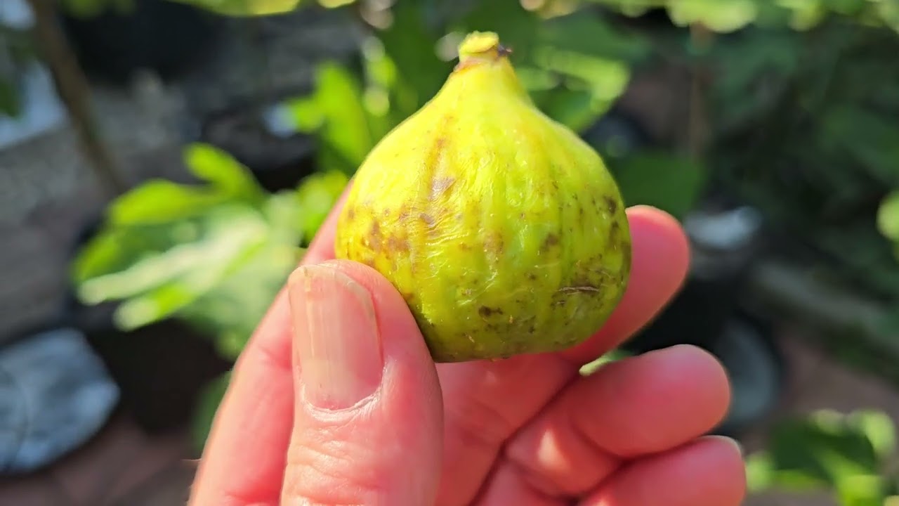 FIG PARADISE in My Yard! 😍 Early and Mid-season Fig Trees are Producing Sweet Ripe Fruit – 8/15/25
