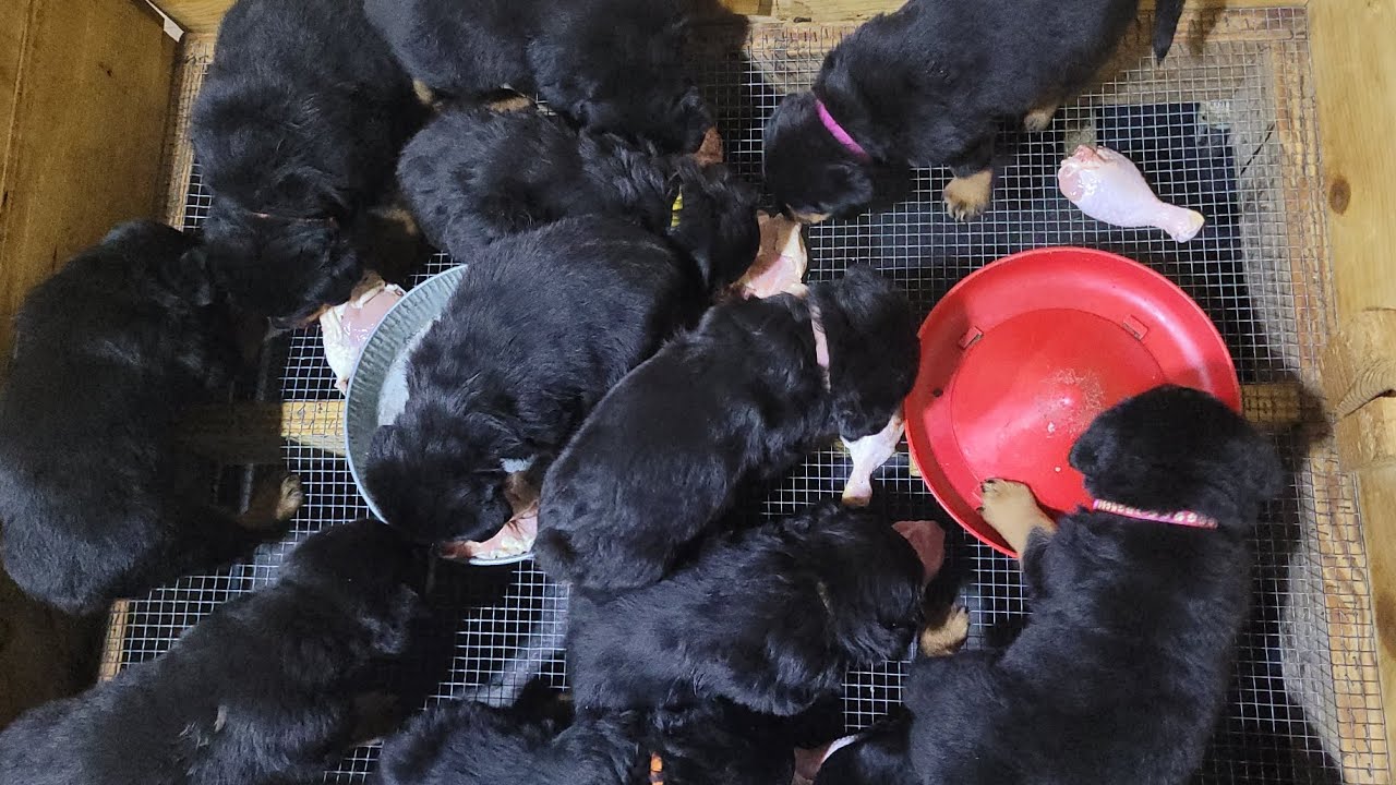 First real fight did not expect this on their first chicken meal.