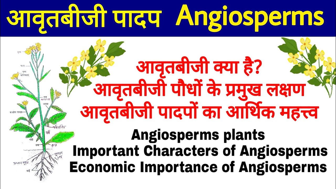 Angiosperms(आवृतबीजी पादप), Important Characters of Angiosperms, Economic Importance of Angiosperms