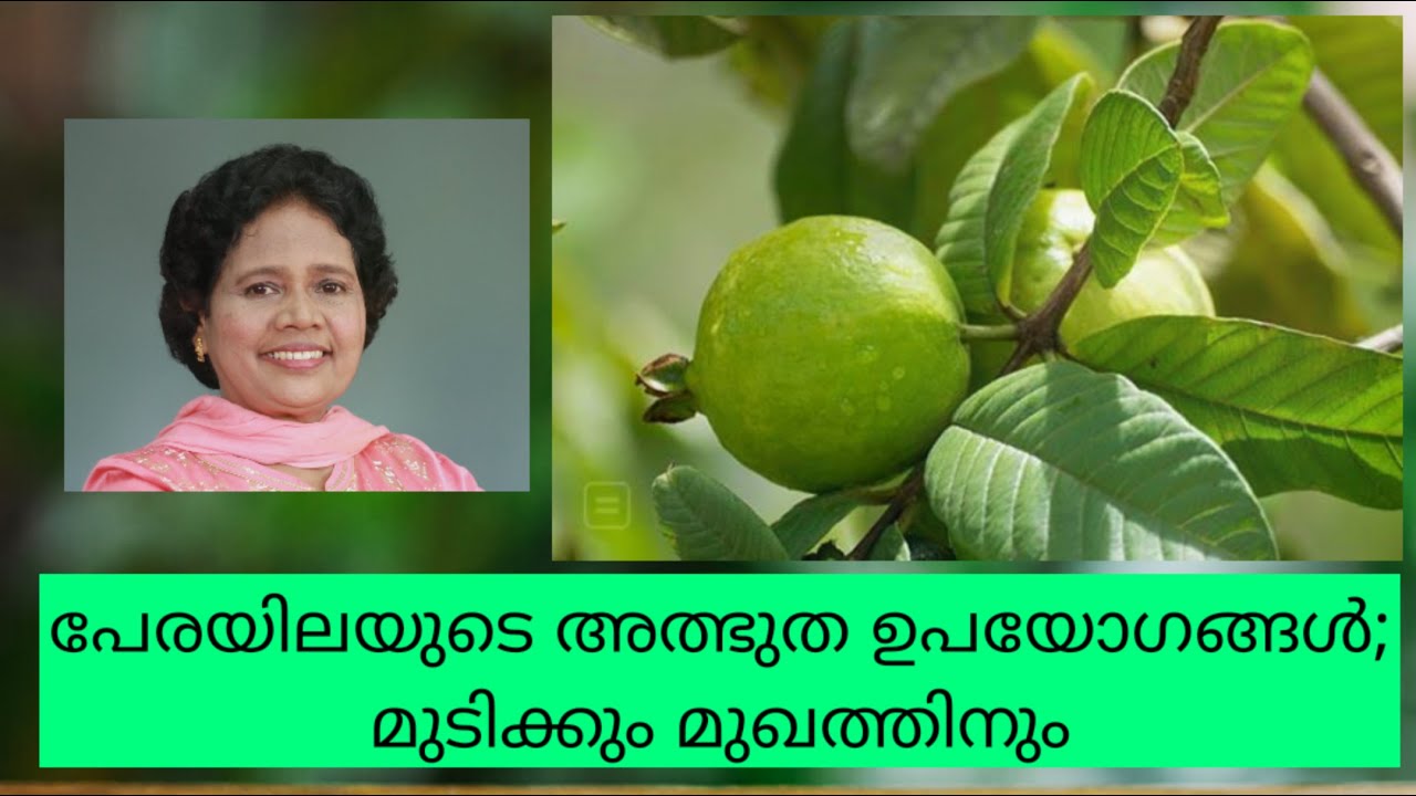 പേരയില കൊണ്ട് മുഖവും മുടിയും തിളങ്ങും ഇങ്ങനെ ചെയ്താൽ  | Dr Lizy K Vaidian