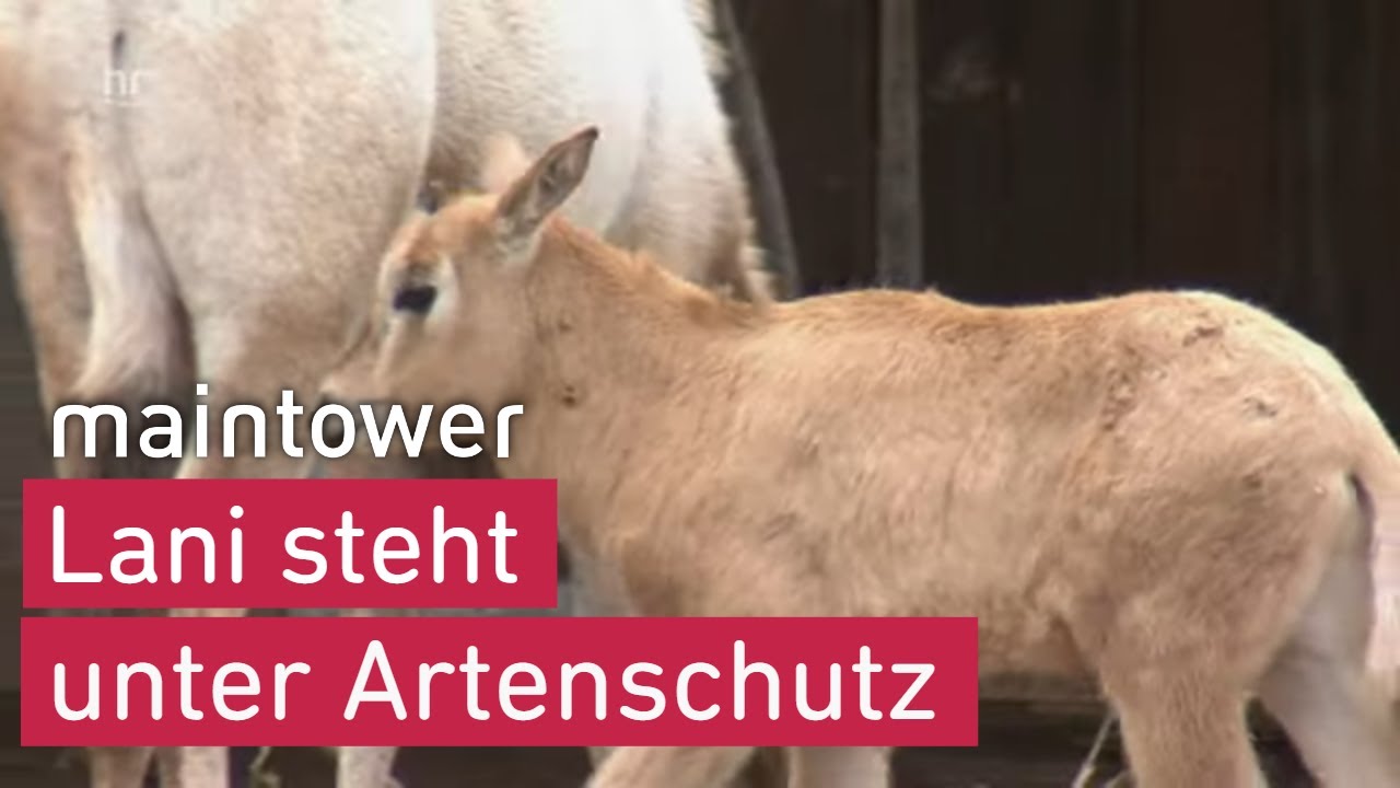 Nachwuchs bei den Säbelantilopen in Darmstadt | maintower