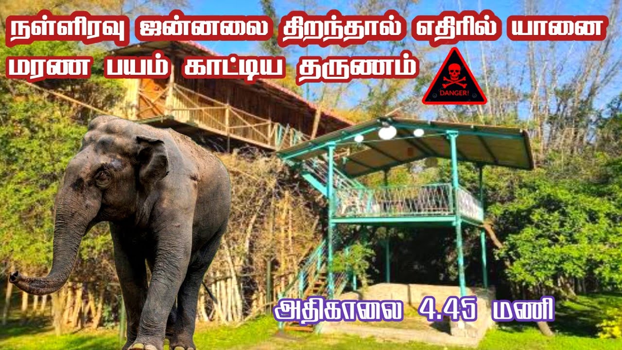 🦣🦣 Terrifying Midnight Elephant Encounter Near My Room Masinagudi 🔥 | Jolly Trip