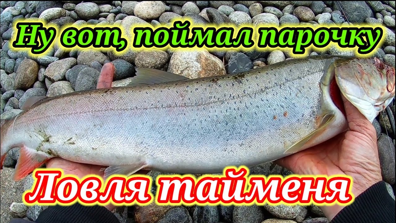 Не зря ехал по бездорожью ☝Ловля тайменя на реке Бия на спиннинг.