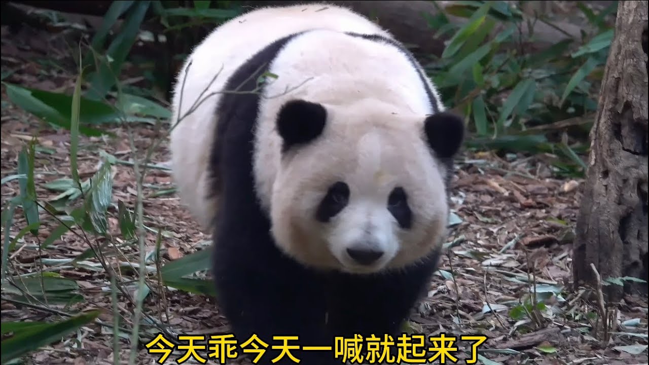 哈哈哈！秒回的花花好乖啊！妹妹走前面带着姐姐回家咯😂😂