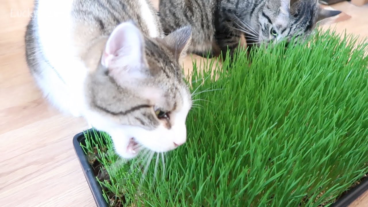 Как вырастить Wheatgrass для кошек - Набор для выращивания пшеницы - Cat Grass