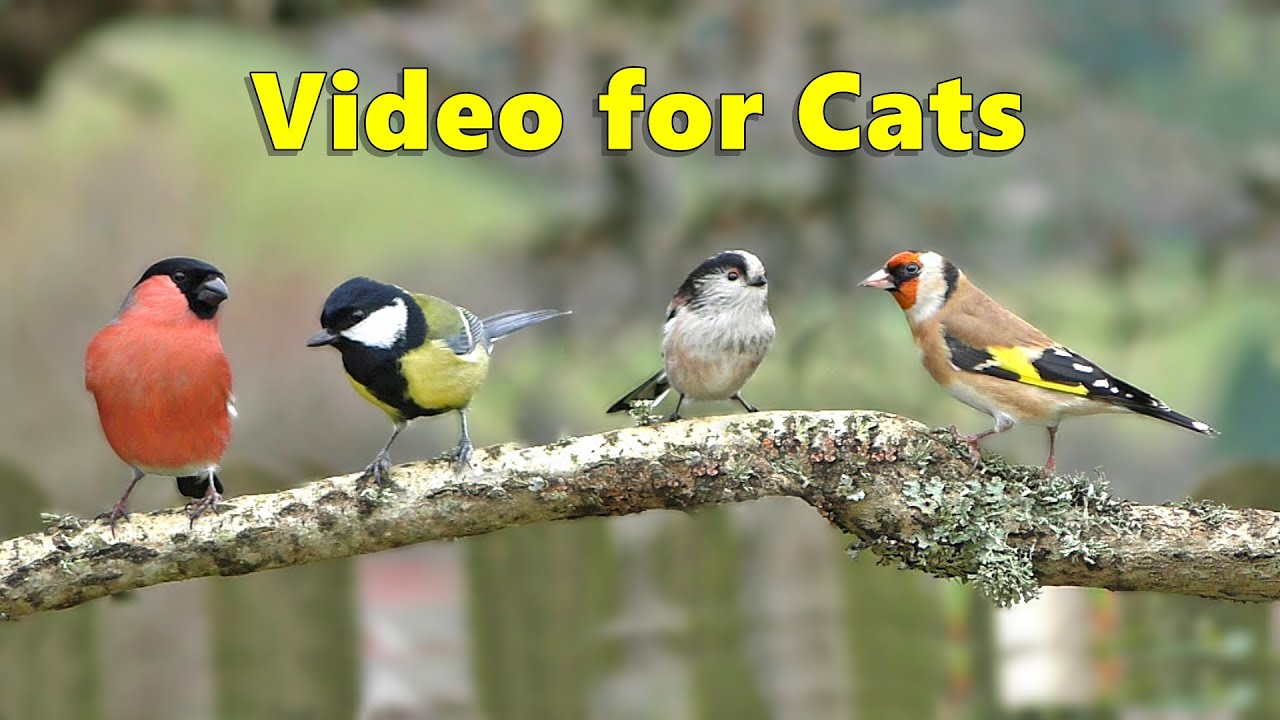 Videos for Cats to Watch : Birds Chirping on The Branch
