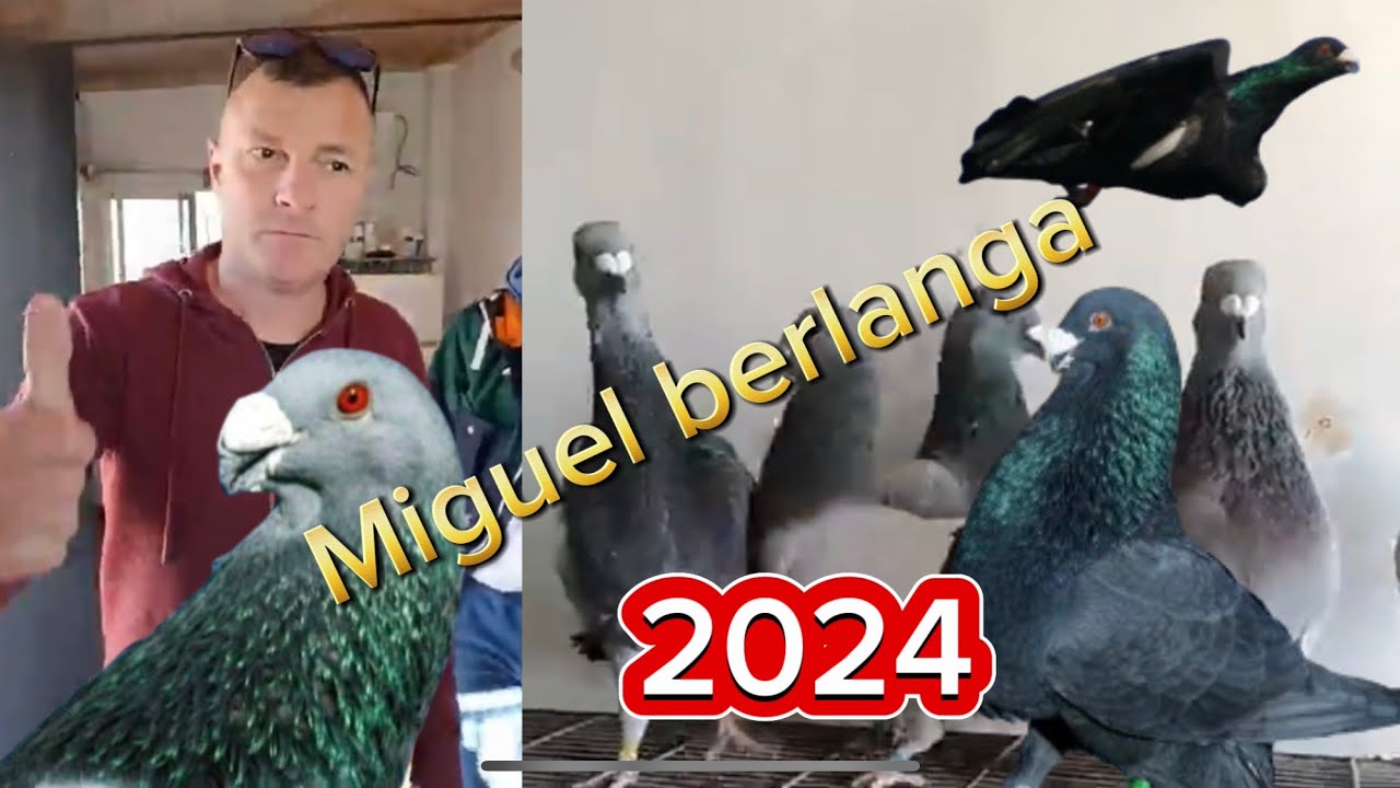 توليعة في الحمام الخنينسي الإسباني  من سلالة عريقة (Miguel berlanga) حمام طب #buchon #miguel #2024