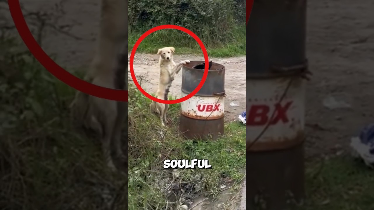 Biker woman stops to help hungry dogs and brightens their day ❤️ #dogs