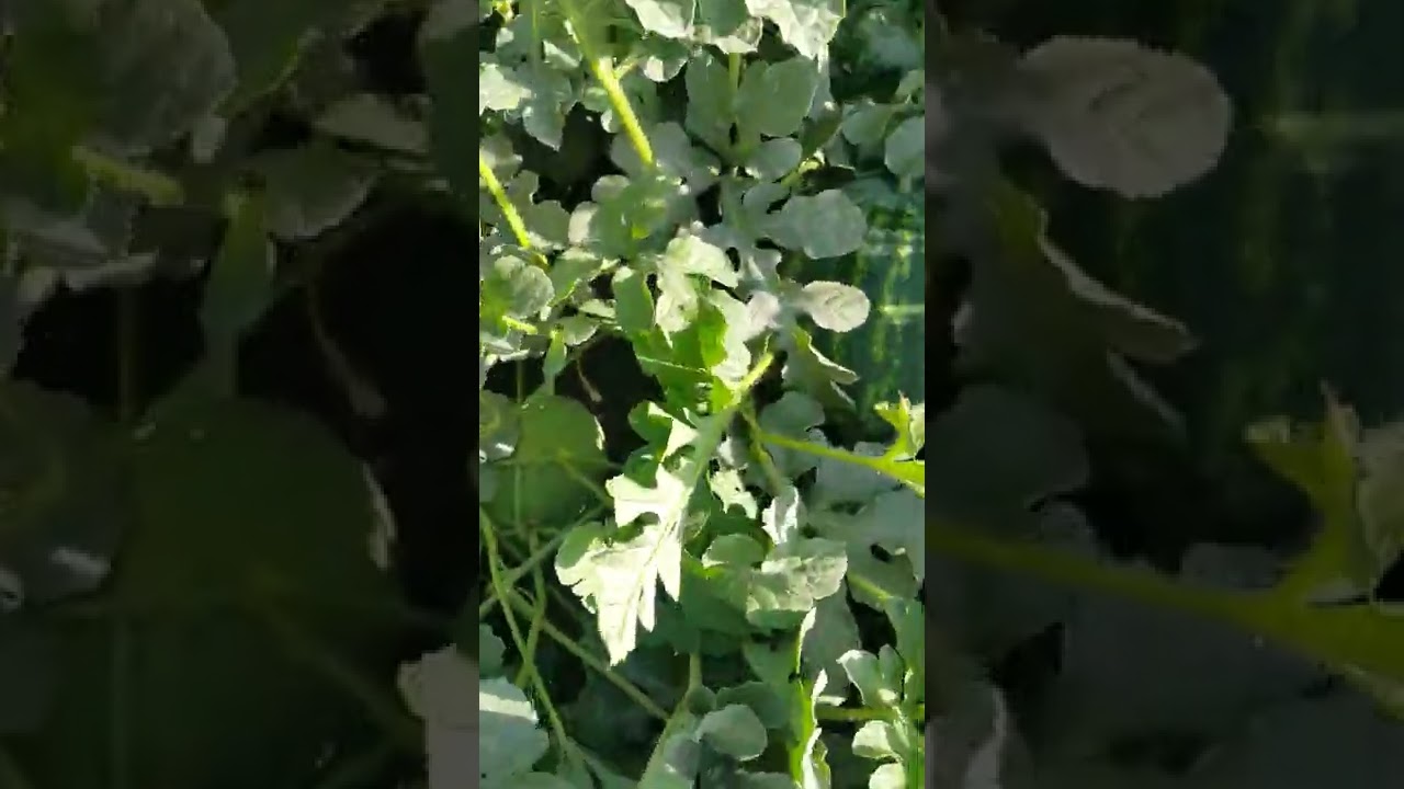 اللب السوبر