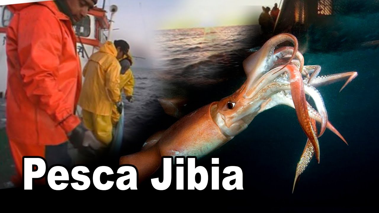PESCA DE Jibia, como pescar calamares gigantes..